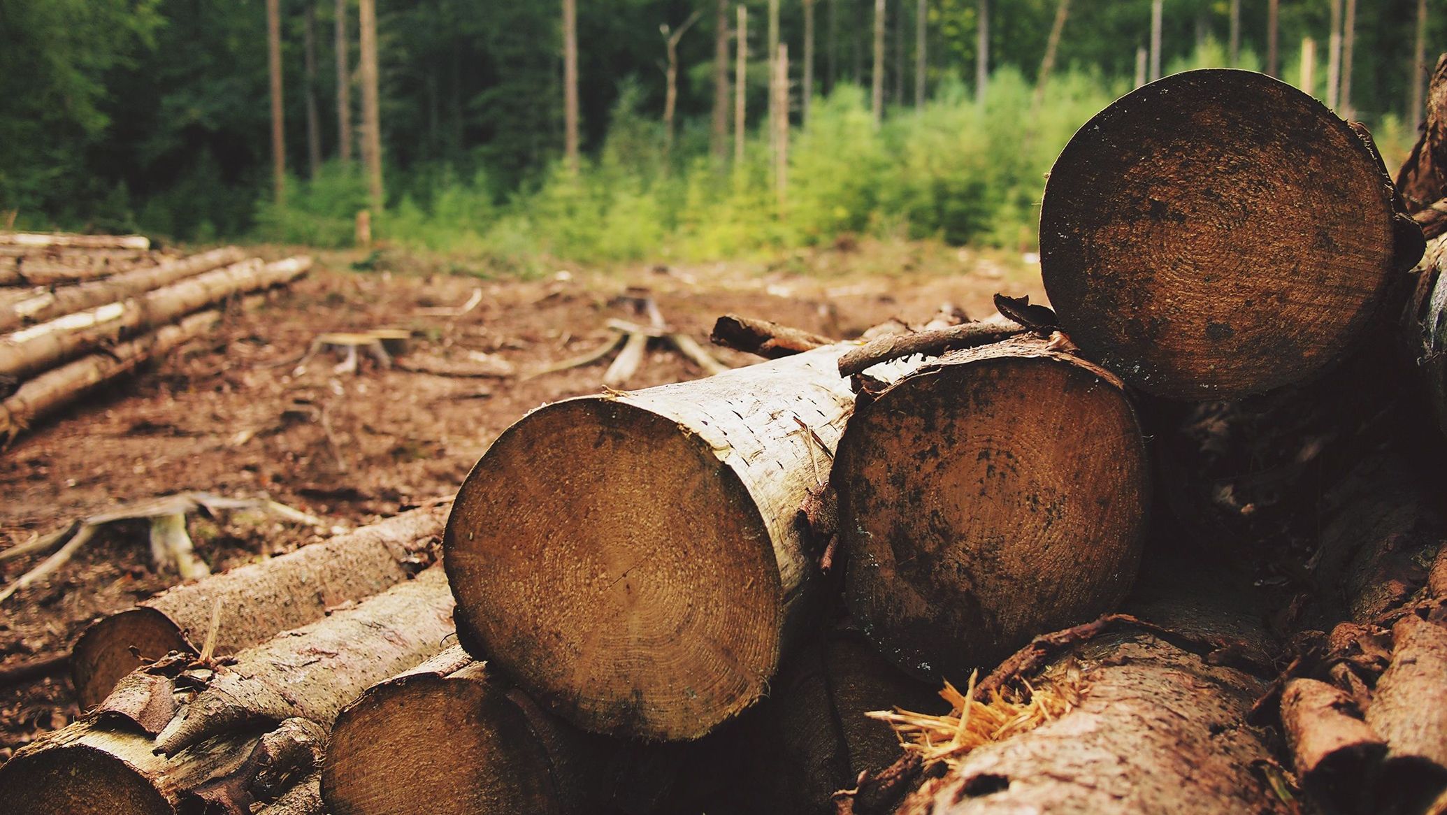 Et si la technologie permettait de mieux gérer les forêts ?